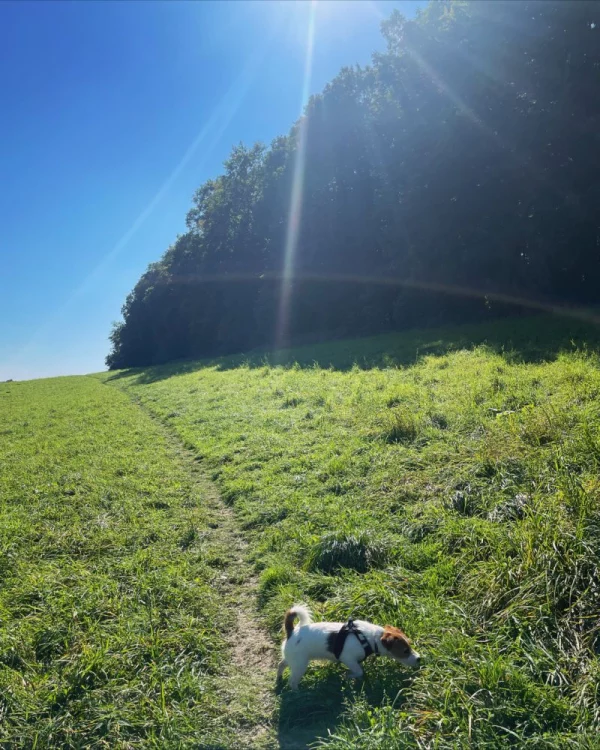 Emmi Sonne Wiese 600